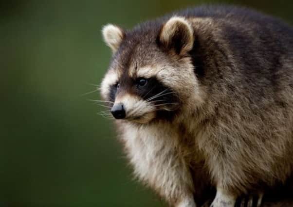 A raccoon can give a nasty bite if agitated. Picture: AFP
