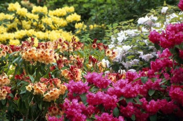 Glendoick Gardens, Perth. Picture: Ray Cox