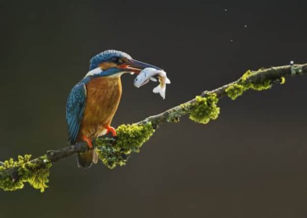 The kingfisher was snapped by Sylwia Domaradzka.