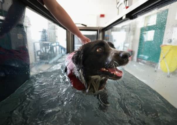 A dog recvieves treatment in the hydrotherapy tank at Glasgow University. Picture: Getty