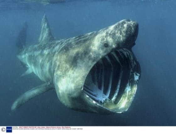 The basking shark, as seen in the Hebrides, mainly eats Plankton. Picture: Alan James / Nature Picture Library