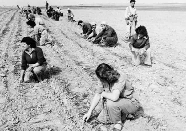 Young Israeli kibbutzniks work the land, 1955. Picture: Getty