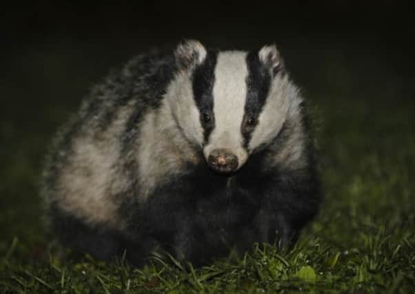 Police found a badger and several fox carcasses on Petrie's property. Picture: TSPL