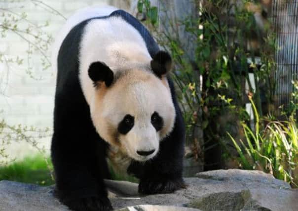 Edinburgh Zoo's pandas have brought profits. Picture: Ian Rutherford