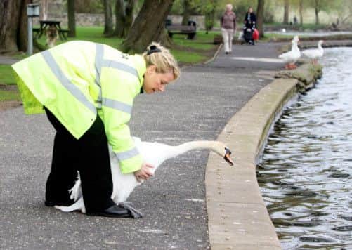 The lucky swan is released back into Linlithgow Loch. Picture: scotimage.com