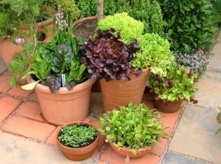Salad leaves in pots by Lesley Watson