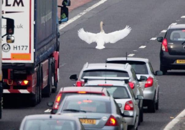 A swan caused chaos this morning after it landed in the middle of the M9 motorway. Picture: scotimage.com