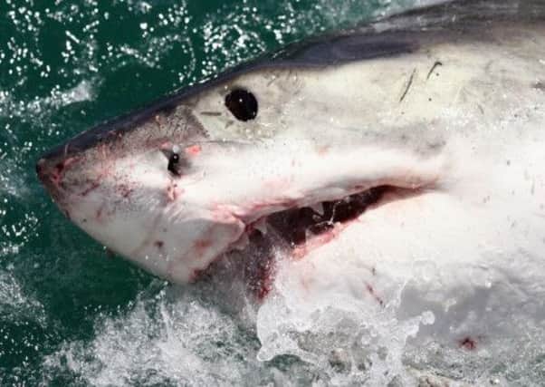 The man was charged by a shark twice. Picture: Getty