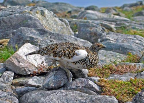 A Ptarmigan in summer plumage. Picture: Contributed