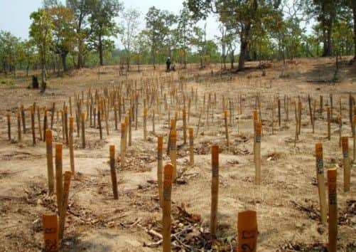 A cleared minefield in Cambodia. Picture: Contributed
