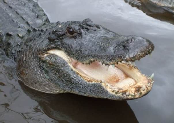 An American alligator similar to this attacked Mr Zuniga. Picture: Public Domain