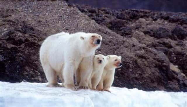 Popular concern over the future of exotic species like polar bears, has eclipsed the greater danger regarding the loss of commoner animals. Picture: PA