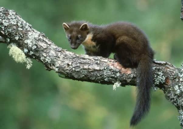 pine marten: martes martes youngster on branch, july cairn gorms np, scotland

Jonathan Gale/getty

PAYMENT