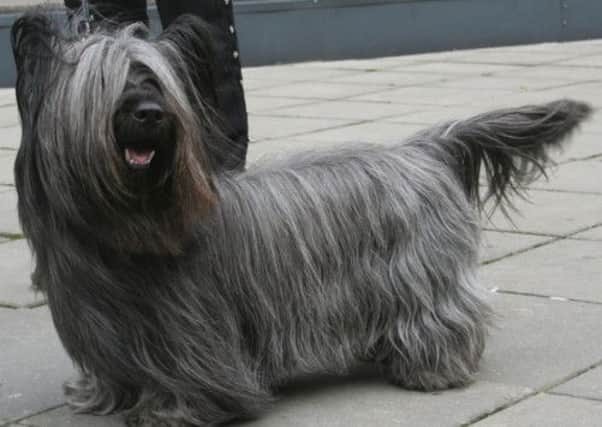 Skye terriers are on the endangered list, with just 3-4000 left in the world. Picture: Complimentary/CC