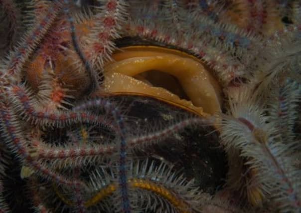 A horse mussel (Modiolus modiolus) with brittle stars. Picture: PA