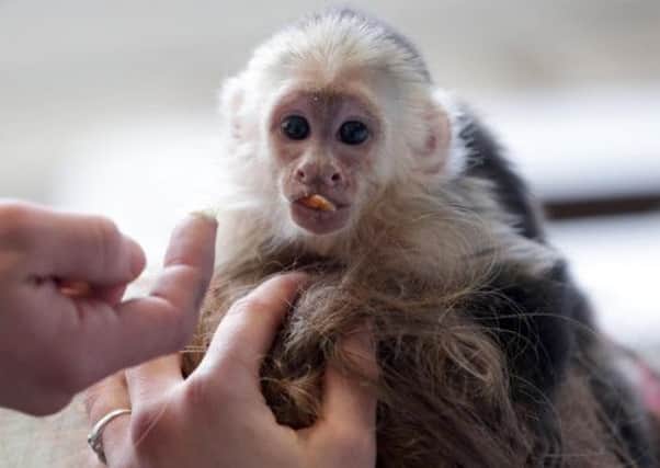 The capuchin, Mally. Picture: AP