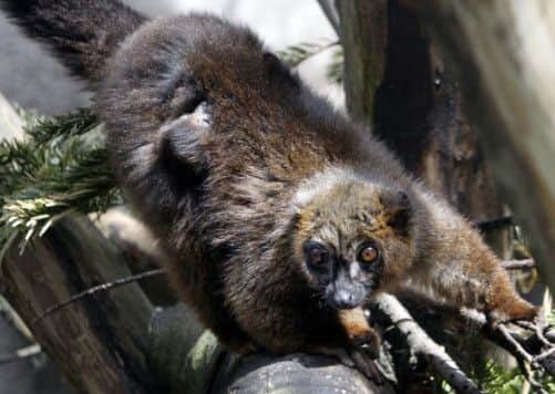 Gizmo, with her baby on her back. Picture: PA