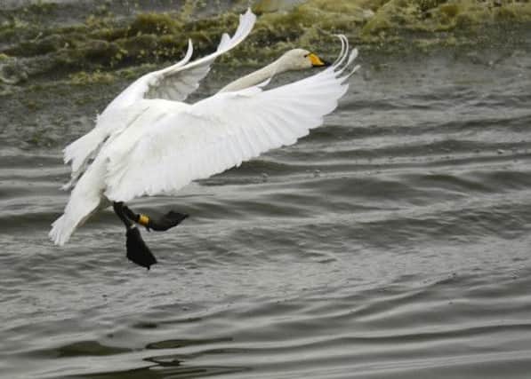 Whooper swans, such as this one, usually mate for life. Picture: TSPL