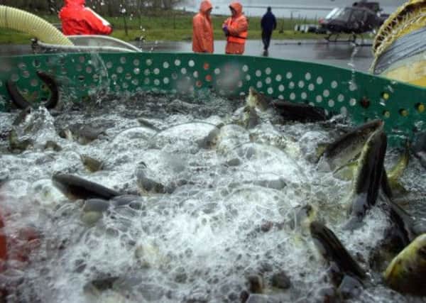 Fish from one of Marine Harvest's farms. Picture: TSPL