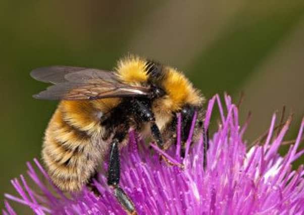 The great yellow bumblebee, one of the species under threat