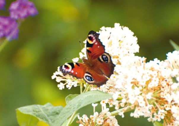 A peacock butterfly on a buddleia flower. Picture: Julie Watson