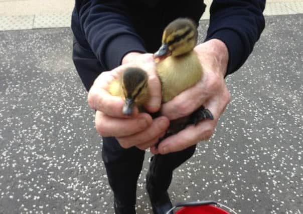 The lucky ducklings that were rescued. Picture: ScotRail