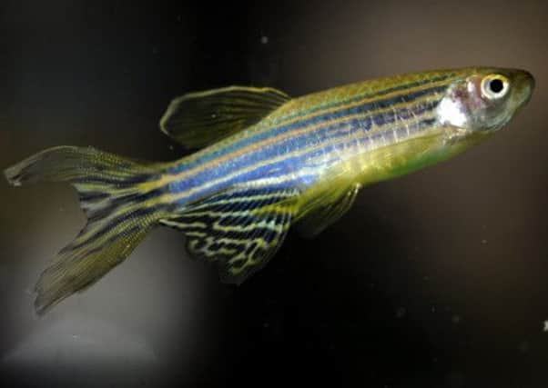 The zebrafish, native to Himalayan streams, seems to be able to regenerate motor neurons. Picture: Jane Barlow