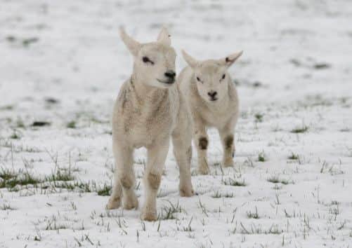 Lambs in the snow on Grantown on Spey. Picture: Peter Jolly