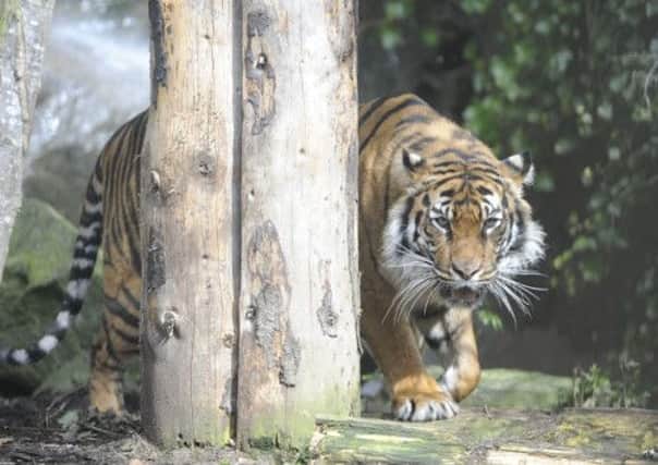 The woman was mauled by a Sumatran tiger. Picture: Esme Allen