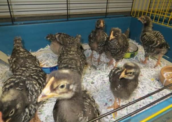 The chicks were found abandoned in woodland. Picture: submitted