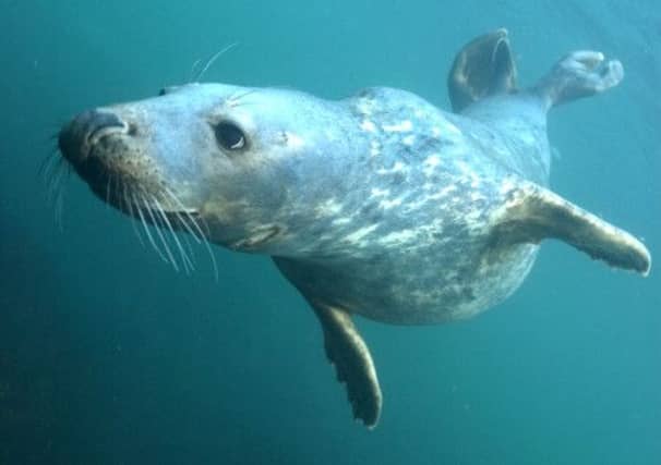 The nets are designed to kill or trap seals, contrary to conservation regulations. Picture: Mike Clark/Complimentary