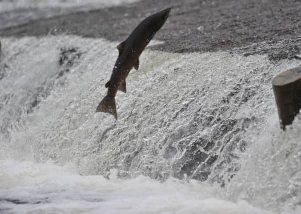 The effect of windfarms on migrating salmon will be studied. Picture: Robert Perry