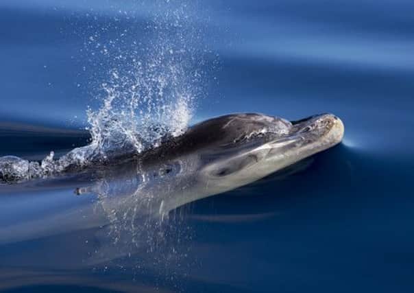 Bottlenose dolphin have been known to kill harbour porpoise. Picture: Comp
