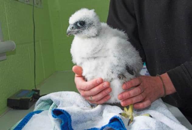 The young raptor was found at the side of a road near Cowdenbeath. Picture: SSPCA