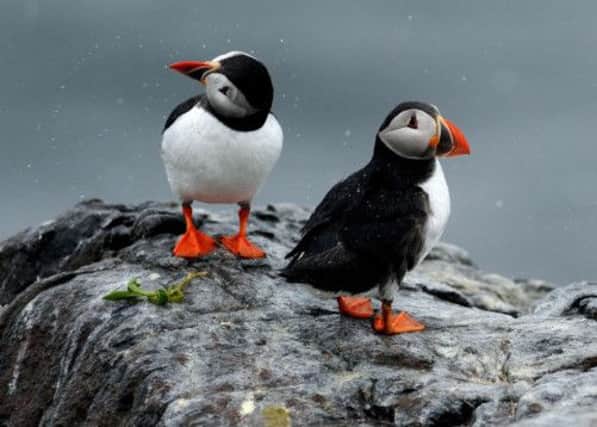 A count of puffin numbers was taken at Isle of May National Nature Reserve. Picture: PA