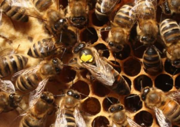 Beekeepers are hoping that large quantities of protein-rich dandelion pollen and nectar will help reverse an alarming decline in bee populations. Picture: Getty