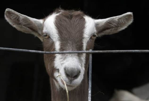 Three goats were detained after the police car was vandalised. Picture: AP