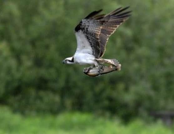 'Lady' the Osprey has hatched her first chick of 2013 - and at least her 50th overall. Picture: Ian Rutherford