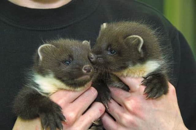 Niamh and Nara, the two orphaned pine marten kits. Picture: Scotish SPCA