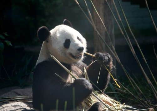 Yang Guang, the male panda, in his enclosure at Edinburgh Zoo. Picture: Neil Hanna
