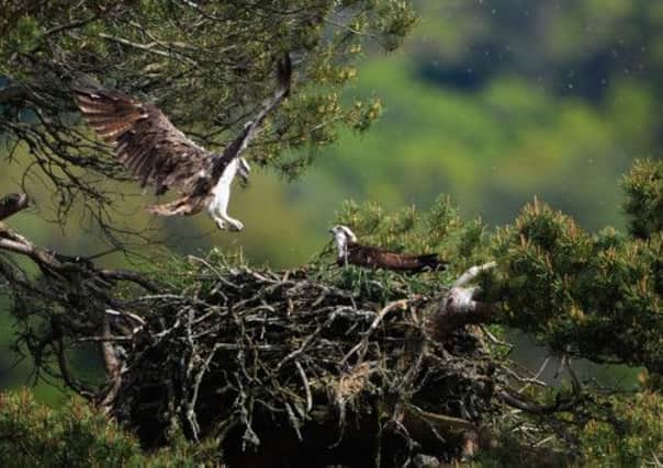 Lady and her chick at their nest at the Loch of the Lowes. Pictures: Getty
