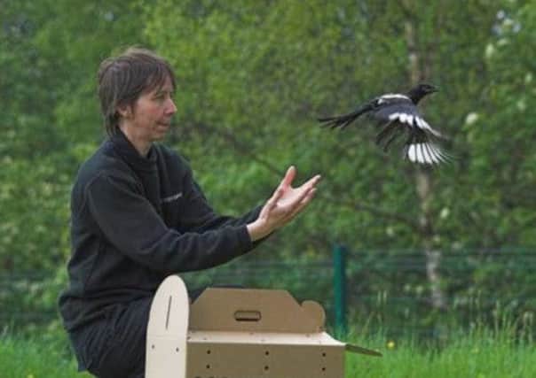 The magpie is released into the wild. Picture: SSPCA
