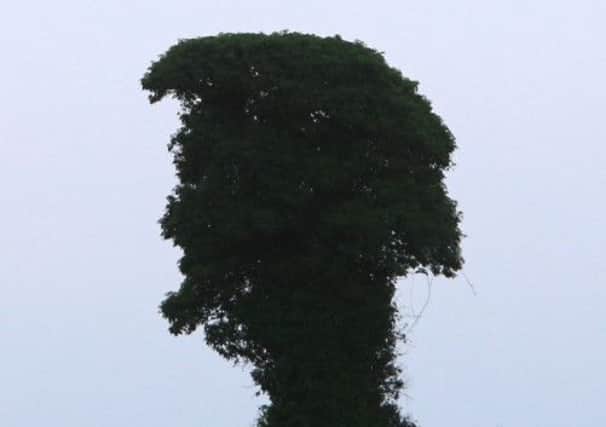 The tree. Picture: SWNS