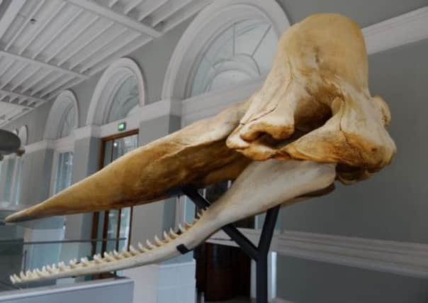 The skull will go on display from tomorrow. Picture: National Museums Scotland/ PA