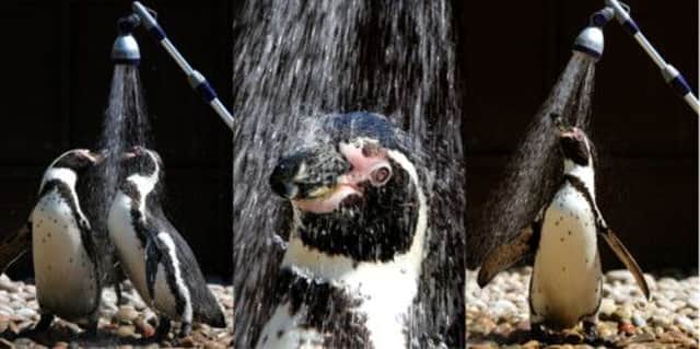 Humboldt penguins keeps cool under a cold shower. Picture: PA