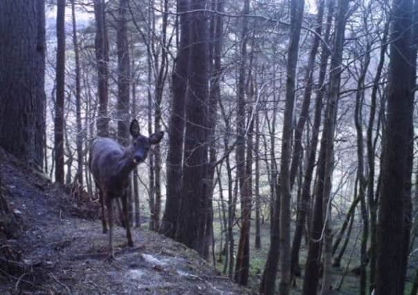 A roe deer is captured on camera. Picture: submitted