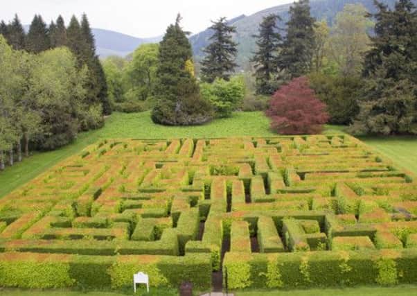 Mixed beech & evergreen maze viewed from house window