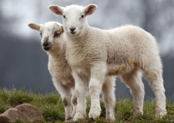 Researchers looked at sheep for signs of pre-natal stress and its effects. Picture: Phil Wilkinson