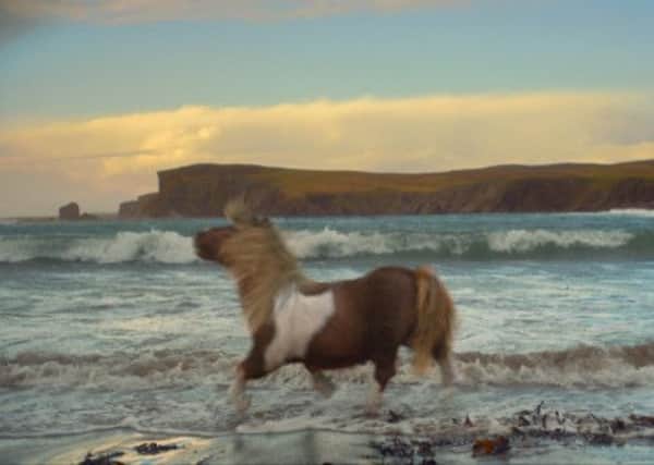 A clip from the broadband commercial shows Shetland pony Socks moonwalking on the beach. Picture: Contributed