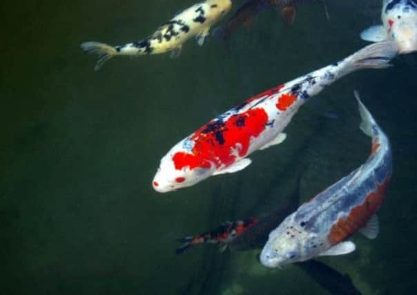 Koi carp were among the fish stolen. Picture: Contributed